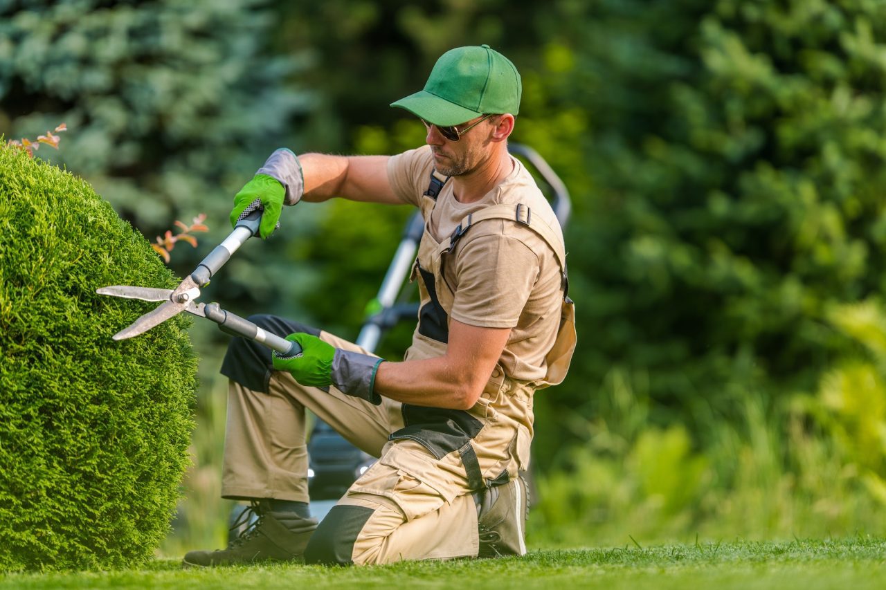 Edmonton backyard landscaping before and after lawn care service